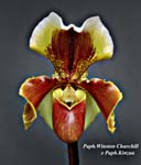 Paph. Winston Churchill x Kinzua_5341