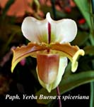 Paph. Yerba Buena x spiceriana_5649