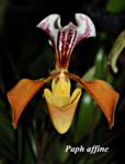 Paph. affine_8896