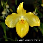 Paph. armenicum_0236