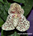 Paph. bellatulum_4283