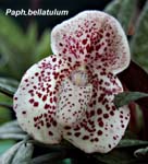 Paph. bellatulum_8179