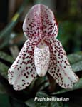 Paph. bellatulum_8180