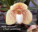 Paph. concolor x Paph. godefroyae_0283