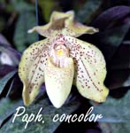 Paph. concolor_5787