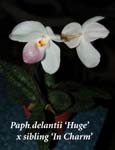 Paph. delanti Huge x sibling In Charm _0611