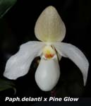 Paph. delanti x Pine Glow_8668