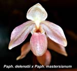 Paph. delenatii x Paph. mastersianum_3934