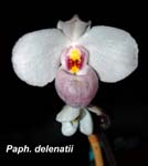 Paph. delenatii_0454