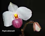 Paph. delenatii_9005