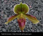 Paph. fairrieanum x Paph (Emerald x jolly green gem)