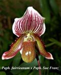 Paph. fairrieanum x Paph. Sue Franz_4367