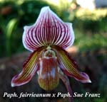 Paph. fairrieanum x Paph. Sue _4318