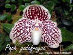 Paph. godefroyae_4662