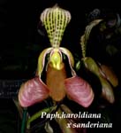 Paph. haroldiana x sanderiana 3605