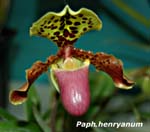 Paph. henryanum_4422