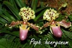 Paph. henryanum_4684