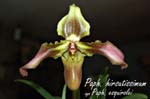 Paph. hirsutissimum_5667