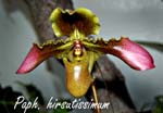 Paph. hirsutissimum_5785