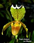 Paph. insigne var Maulei_5647