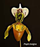 Paph. insigne_5892
