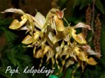 Paph. kolopakingii_5955