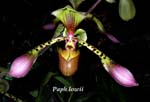 Paph. lowii 3601