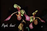 Paph. lowii_5545