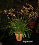 Paph. lowii_9880