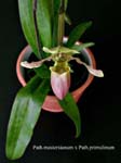 Paph. mastersianum x Path. primulinum