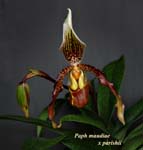 Paph. maudiae x parishii5331