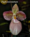 Paph. micrantum_0239