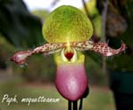 Paph. moquetteanum_3540