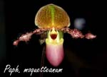Paph. moquetteanum_5684