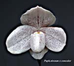 Paph. niveum x concolor5327