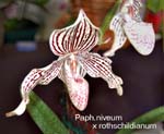 Paph. niveum x rothschildianum_0825