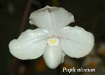 Paph. niveum_0238