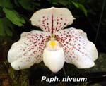 Paph. niveum_0435