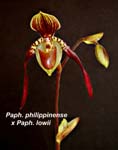 Paph. philippinense x lowei_6231