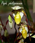 Paph. philippinense_3537