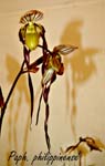 Paph. philippinense_5807