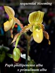 Paph. phillipenense alba x primulinum alba_0205