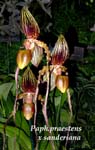 Paph. praestens x sanderiana 3607