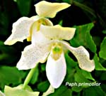 Paph. primcolor_0328