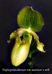 Paph. primulinum var aureum x self 2851