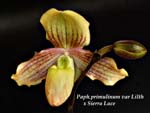 Paph. primuminum x Sierra Lace_1458