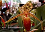 Paph. rothschildianum_0286