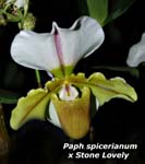 Paph. spicerianum x Stone Lovely_8665