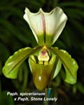 Paph. spicerianum x Paph. Stone Lovely_1696