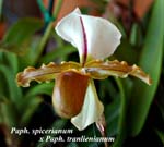 Paph. spicerianum x Paph. tranlienianum_5641